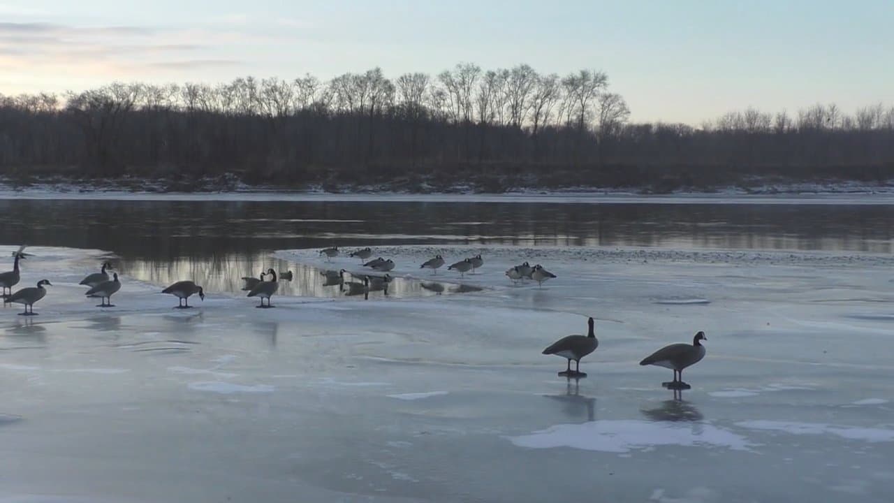 The Golden Goose Hunt