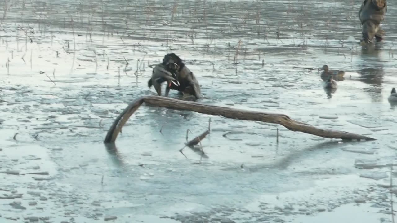 Breaking Ice to Hunt