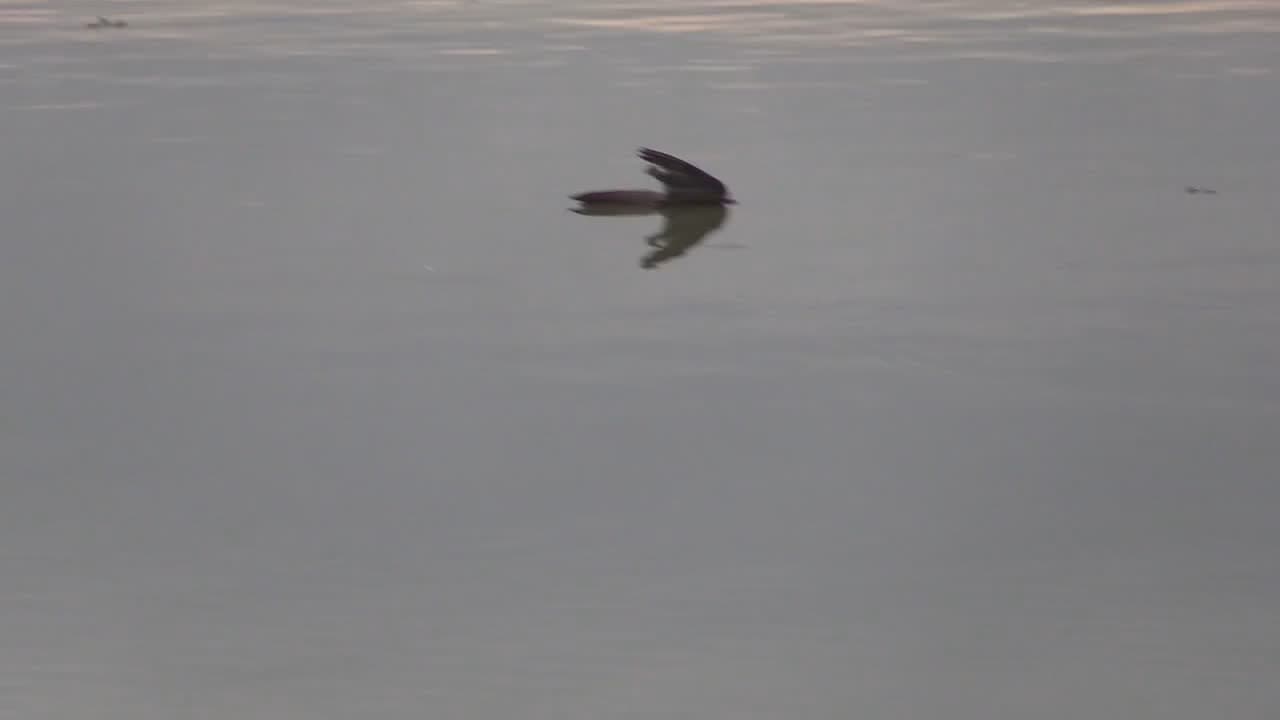Dove Hunt
