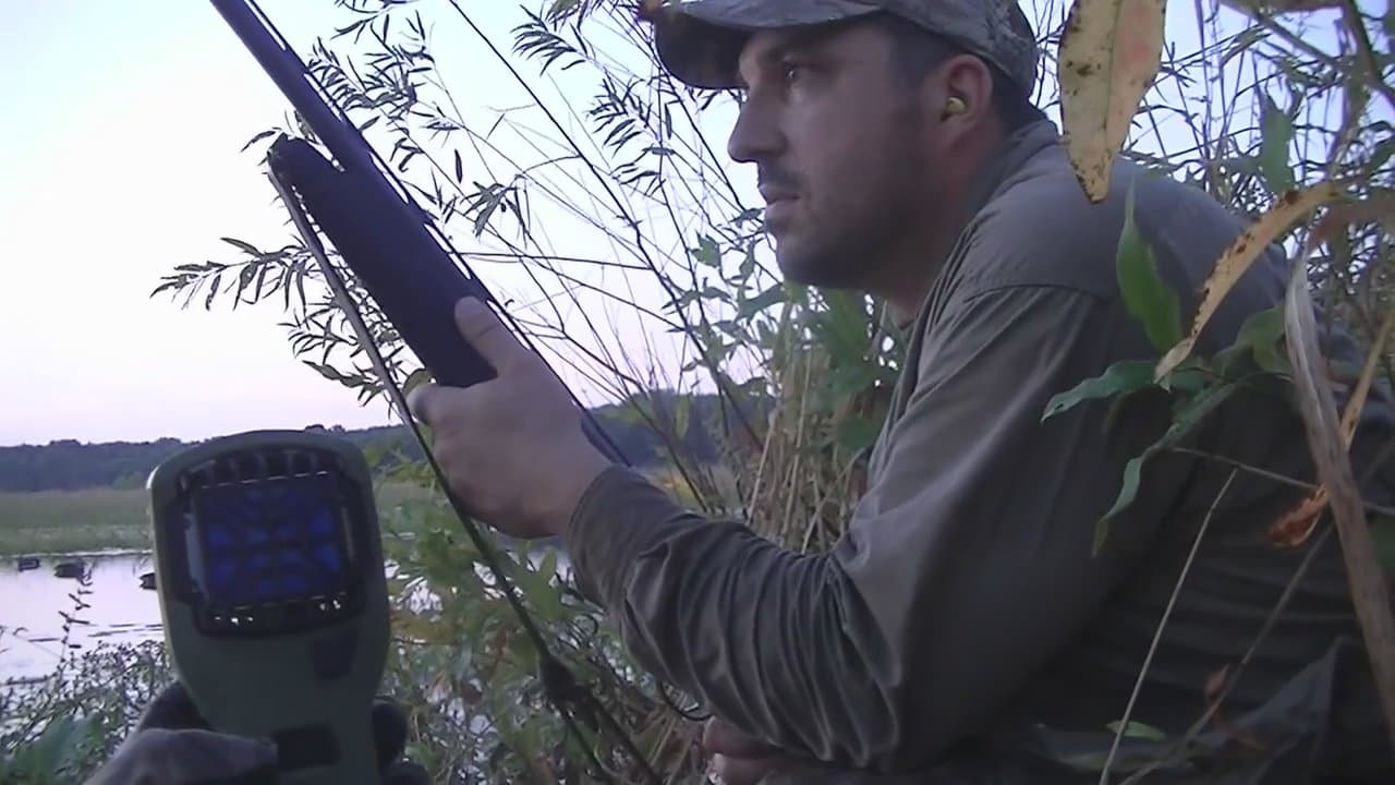 Golden Teal Hunt
