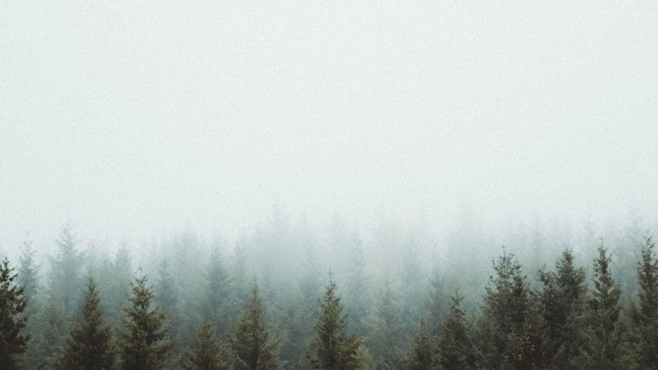 Best Tips for Duck Hunting in the Rain