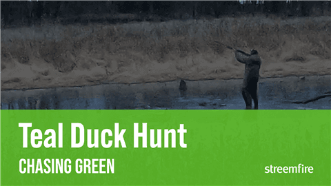 Teal Duck Hunt