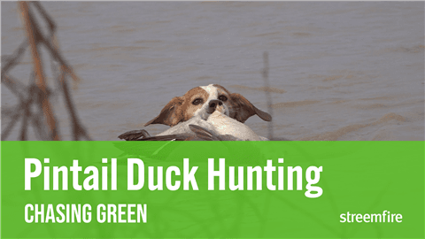 Pintail Duck Hunting Adventure