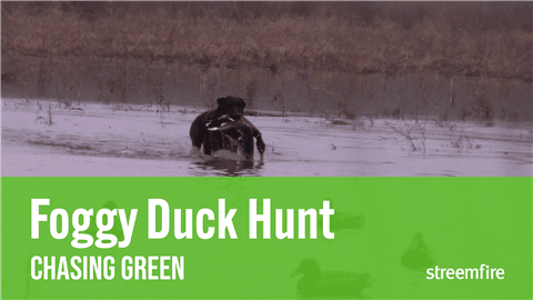 Foggy Duck Hunt