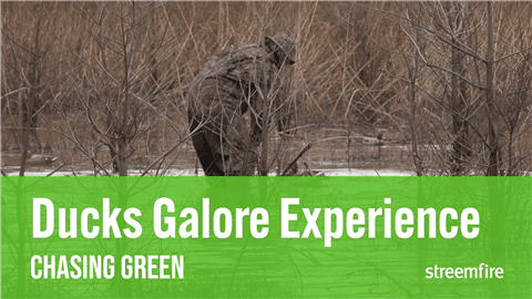 Ducks Galore Hunting Experience