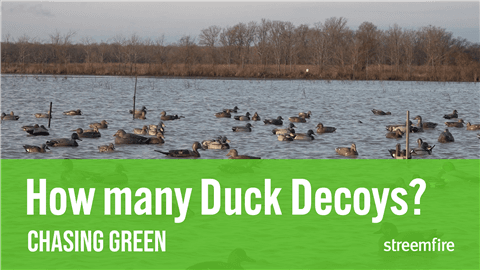 How many Duck Decoys?