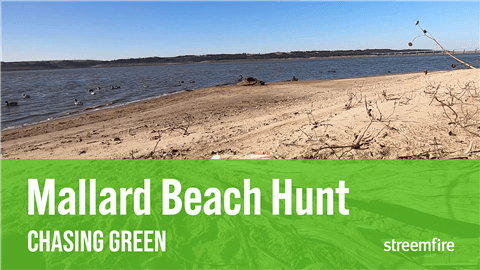 Mallard Beach Hunt